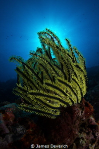 Crinoid Burst by James Deverich 